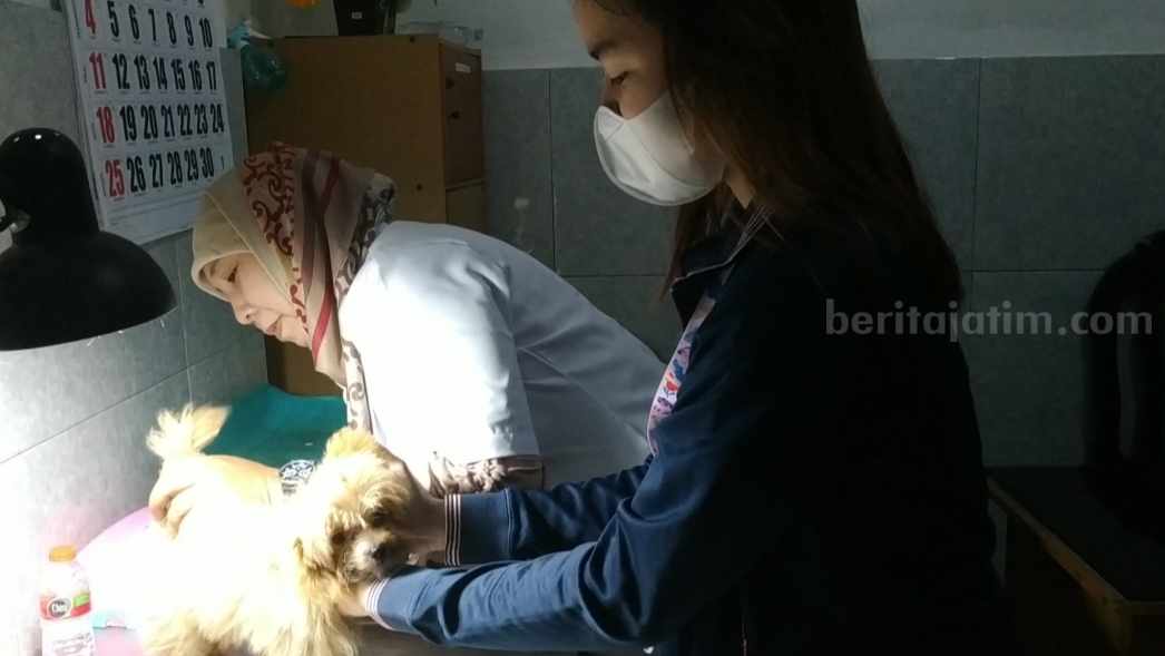 Berikan Vaksin Rabies Gratis, Griya Fauna di Mojokerto Ingatkan Masyarakat Bahaya Penyakit Rabies